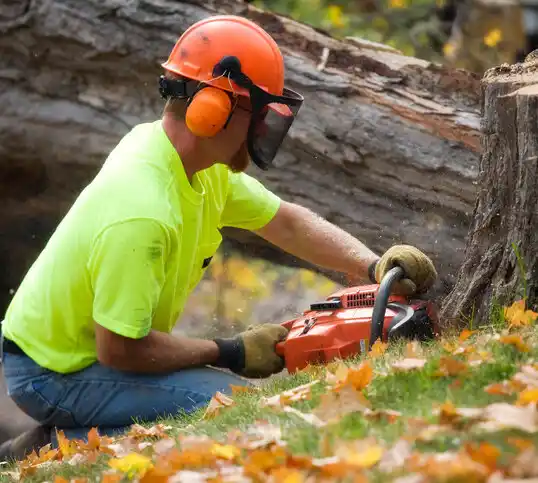 tree services Bassett